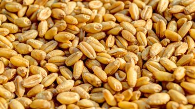 A pile of wheat grains
