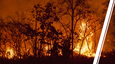 Wildfire