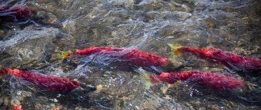 Six salmon in a river