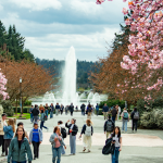 Students walk on a bath surrounded by cherry trees with a fountain in the distance