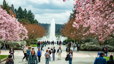 Students walk on a bath surrounded by cherry trees with a fountain in the distance