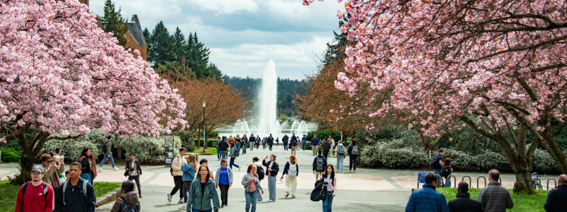 Students walk on a bath surrounded by cherry trees with a fountain in the distance