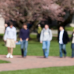 Students walk on campus under cherry trees