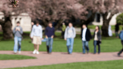 Students walk on campus under cherry trees