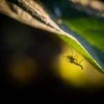Photo of mosquito sitting on a leaf