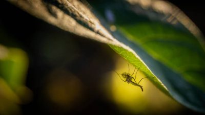 Photo of mosquito sitting on a leaf